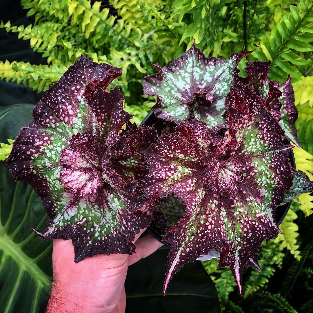 B. ‘Nautilis Supreme’